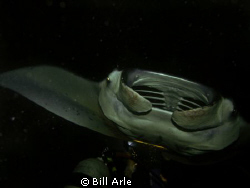 Night Manta Dive-Kona by Bill Arle 